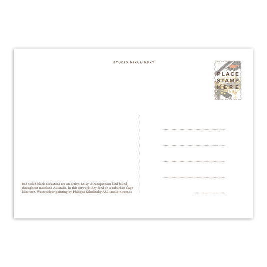 Postcard: Red-tailed Black Cockatoos