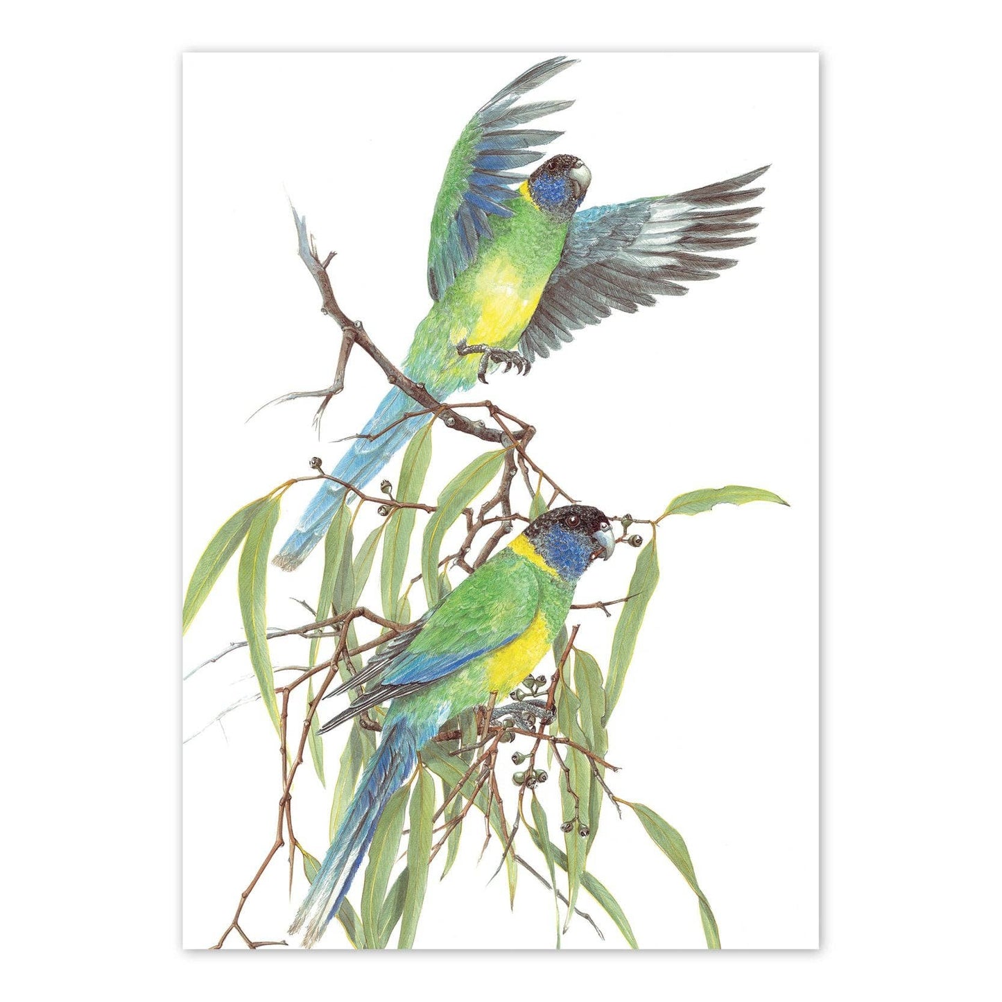 A6 Card: Port Lincoln Parrot