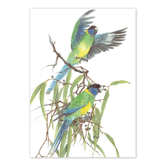 A6 Card: Port Lincoln Parrot